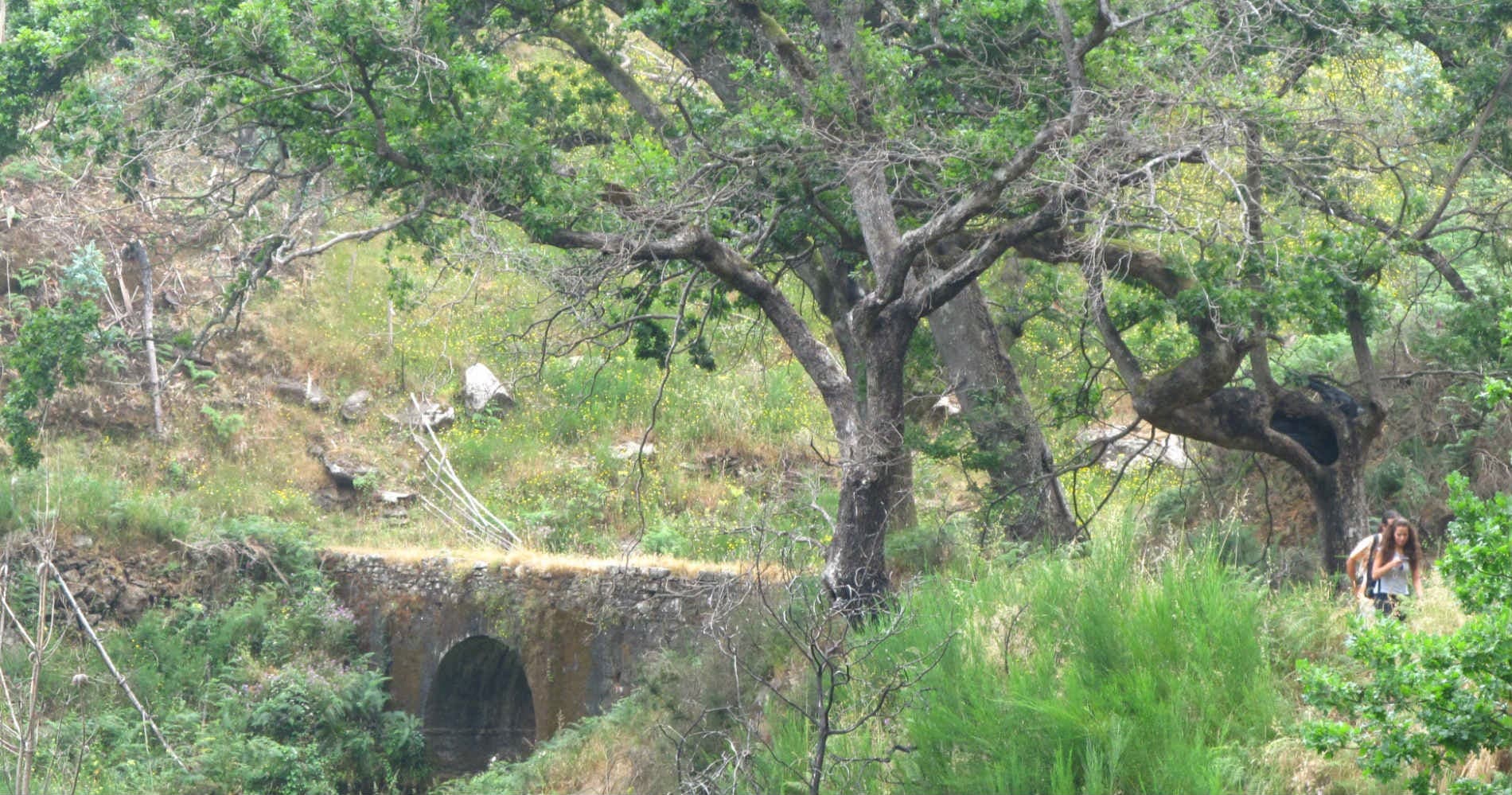 Levada_da_Serra_do_Faial_5_jpg.jpg