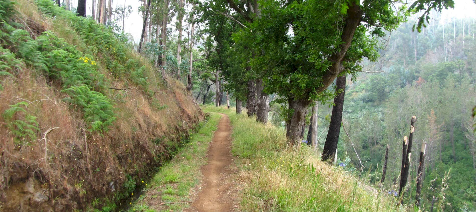 Levada_da_Serra_do_Faial_7_jpg.jpg